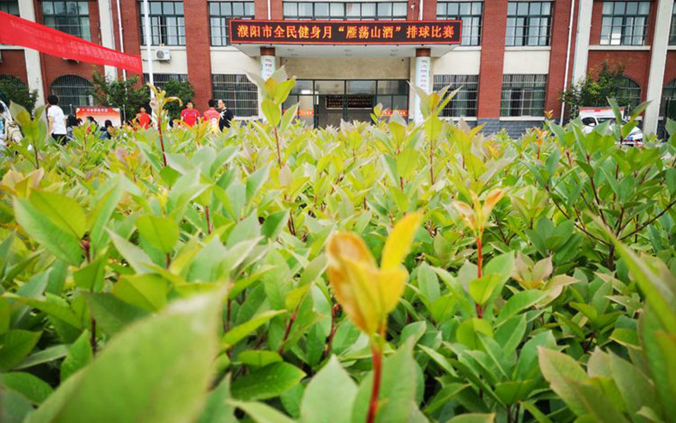 濮陽市全民健身月“雁蕩山酒”排球比賽圓滿落下帷幕